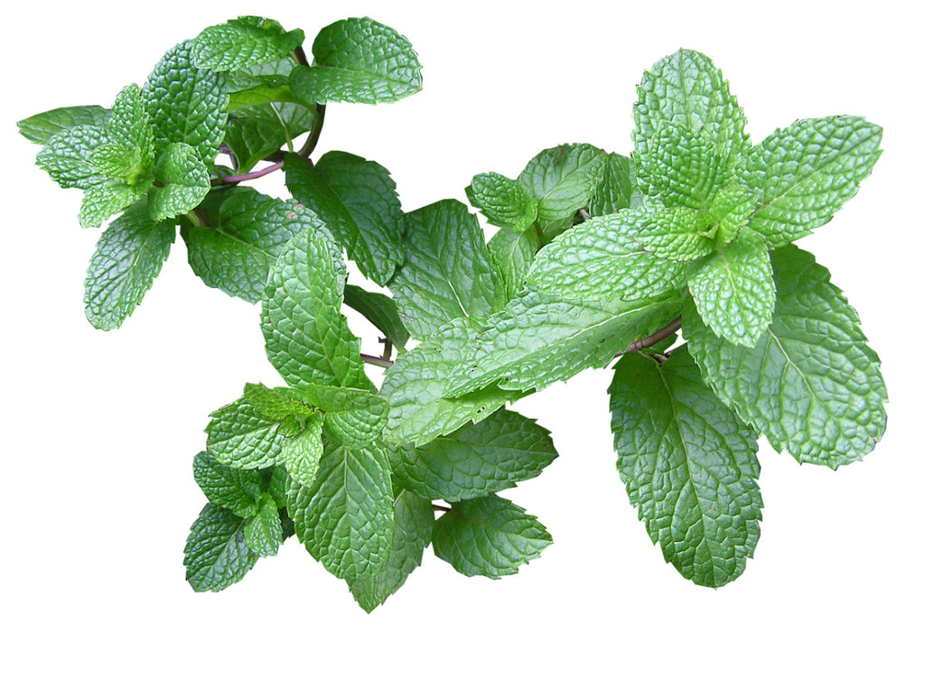 Skincare Benefits of Herbs and Essential Oils
